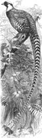 ABO50297.JPG