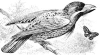ABO50288.JPG
