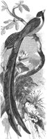 ABO50285.JPG