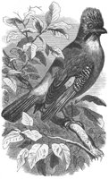 ABO50280.JPG