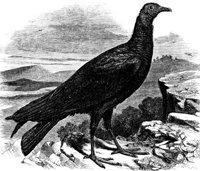 ABO50265.JPG