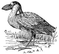 ABO50262.JPG