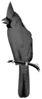 ABO50259.JPG