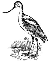 ABO50257.JPG
