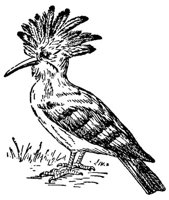 ABO50254.JPG
