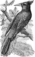 ABO50248.JPG