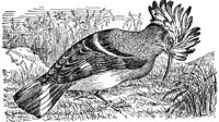 ABO50235.JPG