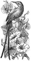 ABO50227.JPG