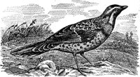 ABO50103.JPG
