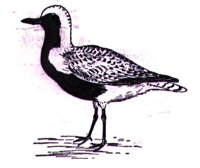ABJ50196.JPG