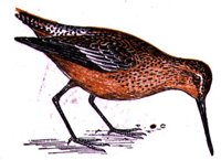 ABJ50184.JPG