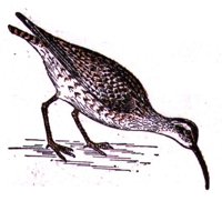 ABJ50179.JPG