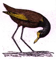 ABJ50176.JPG