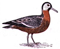 ABJ50174.JPG