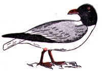 ABJ50157.JPG
