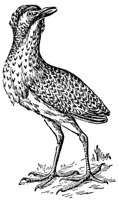 ABI50006.JPG