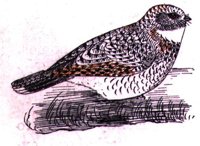 ABH50101.JPG