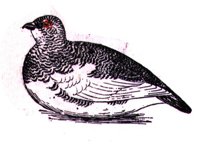 ABH50099.JPG