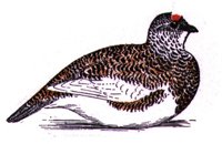 ABH50096.JPG