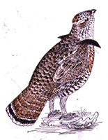 ABH50094.JPG