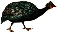 ABH50035.JPG