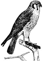 ABC50054.JPG