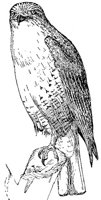 ABC50053.JPG
