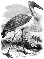 AAY50067.JPG