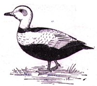 AAU50235.JPG
