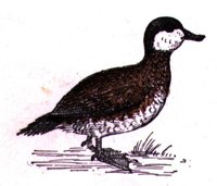 AAU50232.JPG