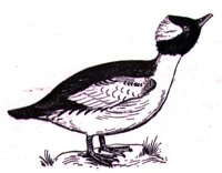 AAU50231.JPG