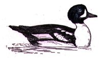 AAU50230.JPG