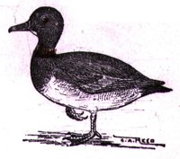AAU50228.JPG