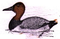 AAU50225.JPG