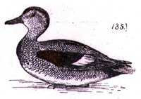 AAU50217.JPG