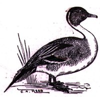 AAU50216.JPG
