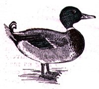 AAU50215.JPG