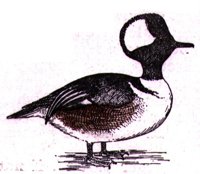 AAU50214.JPG