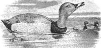 AAU50196.JPG