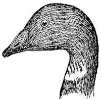 AAU50176.JPG