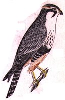 AAT50313.JPG