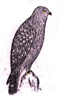 AAT50309.JPG