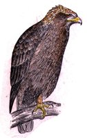 AAT50306.JPG