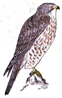 AAT50305.JPG