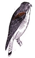 AAT50302.JPG