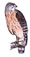 AAT50299.JPG