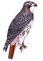 AAT50298.JPG