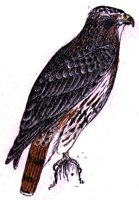 AAT50297.JPG