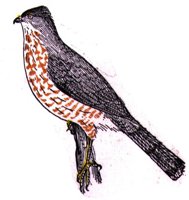AAT50296.JPG