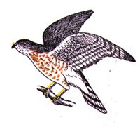 AAT50295.JPG